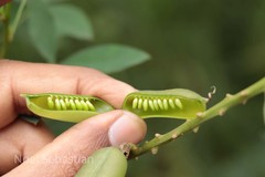 Crotalaria agatiflora
